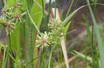 Tall flatsedge